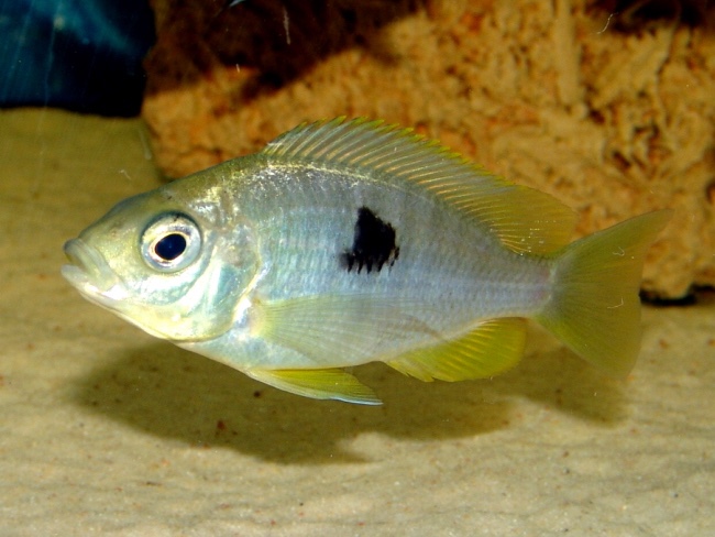 Copadichromis pleurostigma 'Kande Island'
